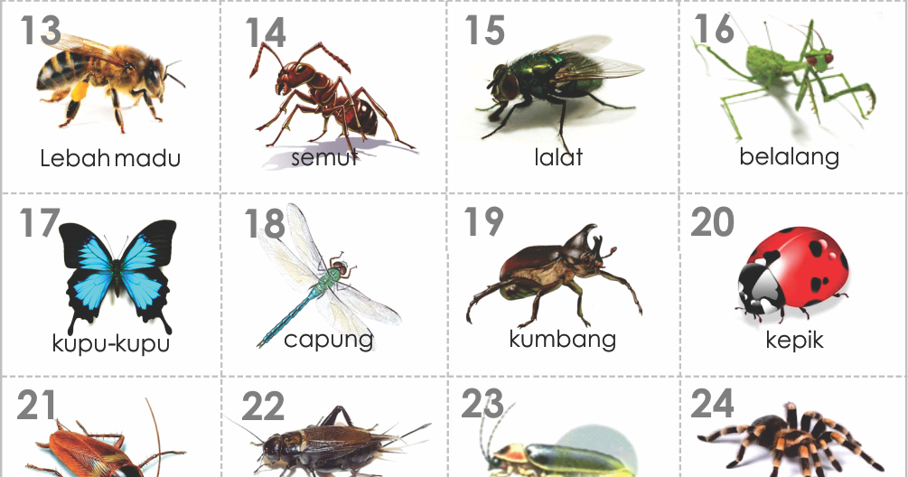 Macam Macam Jenis Serangga dan Nama Latinnya - Cara Budidaya Pertanian