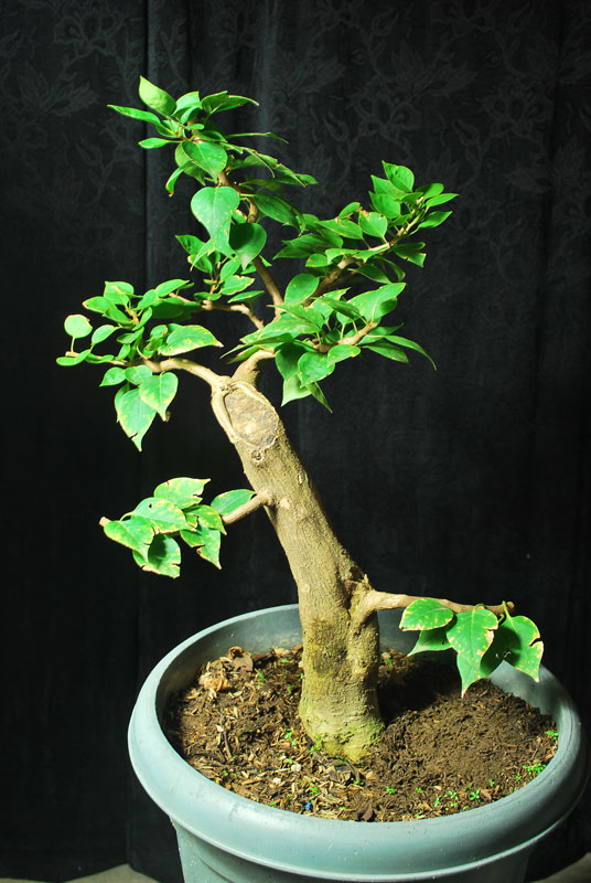 Bougainvillea Bonsai Root Escape Method Bonsai Adventure A Guide to Bonsai Tree Care and