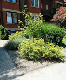 Toronto garden cleanup Paul Jung Gardening Services Leslieville front after