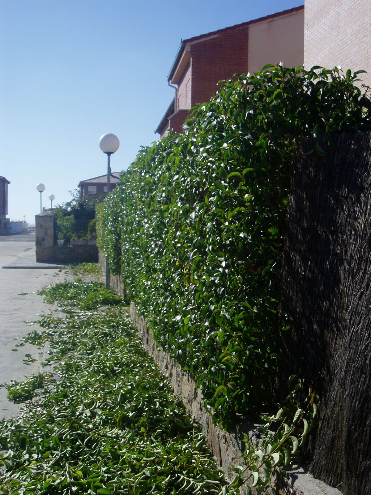 PODA DE SETOS | Plantas rioMoros