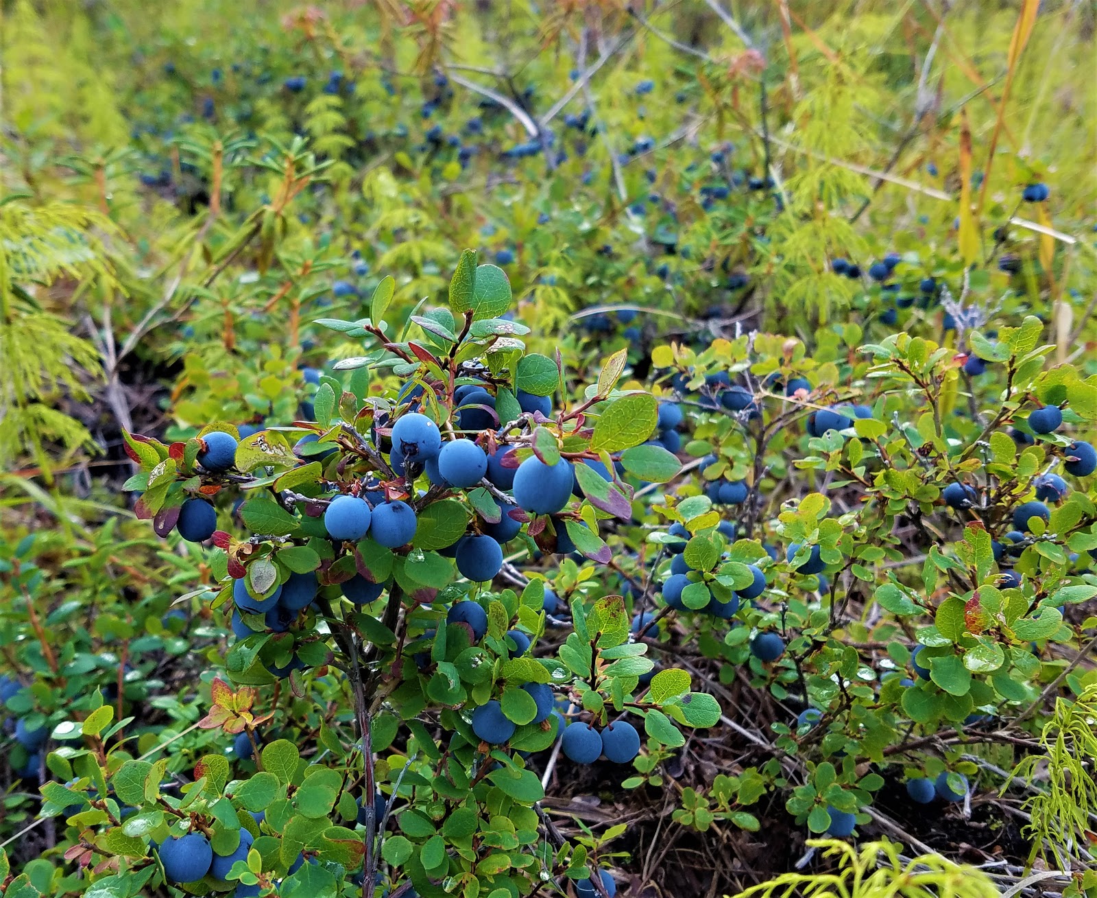 Under the Charm of Wild Alaskan Blueberries
