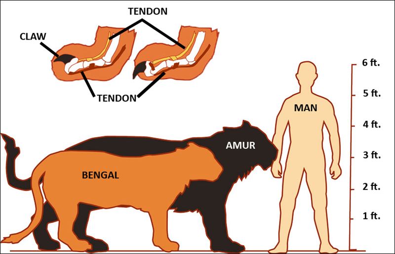 Abe's Animals: Tiger size compared to human