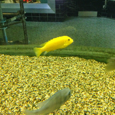 Detroit Belle Isle Aquarium fish