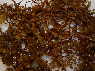 Hasil gambar untuk Sargassum sp.