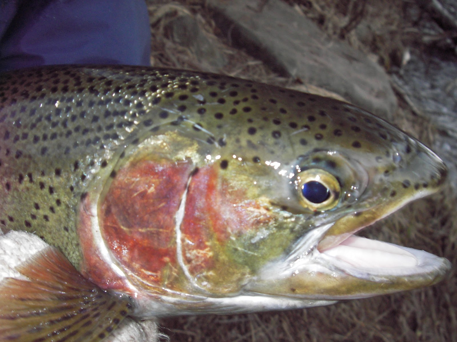Slab Seeker Fishing Kamloops Fishing on Lake Superior