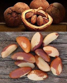 brasilian nuts-paranuss-brezilya cevizi