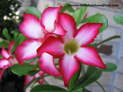 desert rose