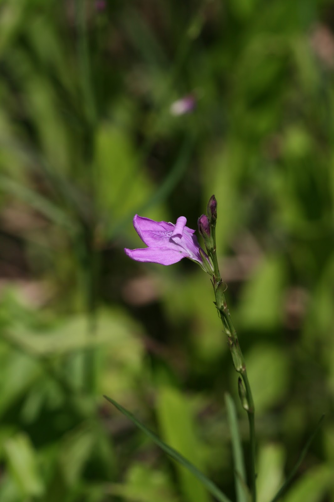 Native Florida Wildflowers Pineland Waterwillow