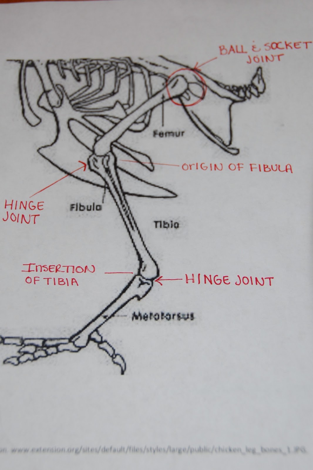 Bio 156 Experience Chicken Leg Dissection