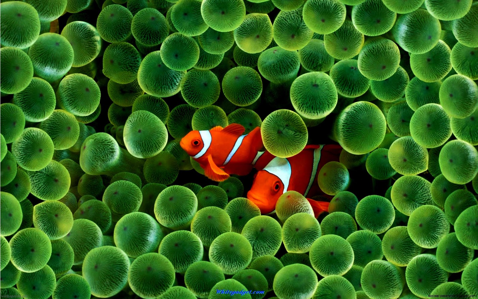 iPhone Clown Fish