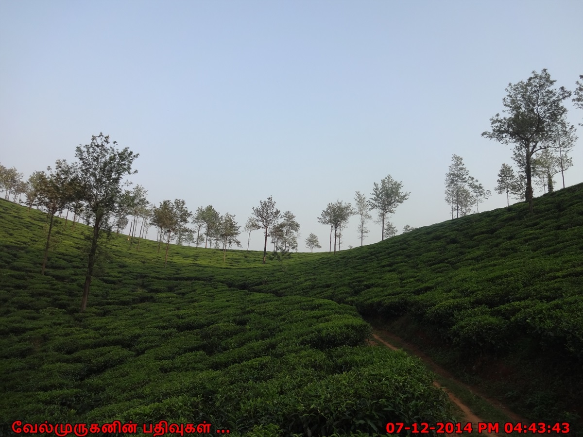 Wayanad Tea Plantations Exploring My Life