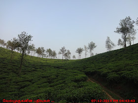 Tea garden from the Meppadi region of Wayanad