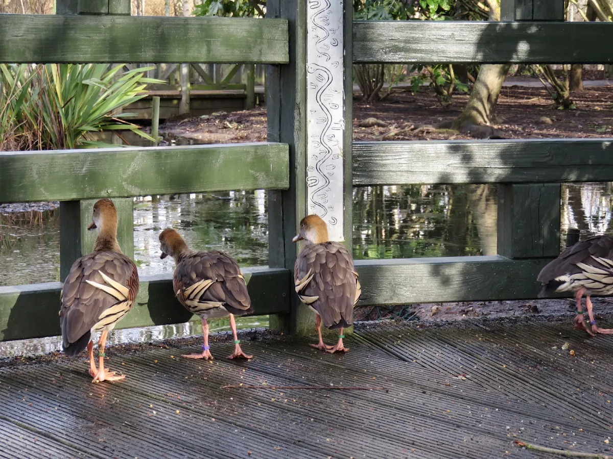 Eyton's whistling ducks at WWT London Wetland Centre