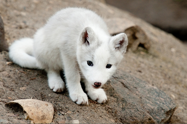 White Wolf : Photographer Takes Heart-Melting Photos Of ...
 Cute Baby Arctic Wolf