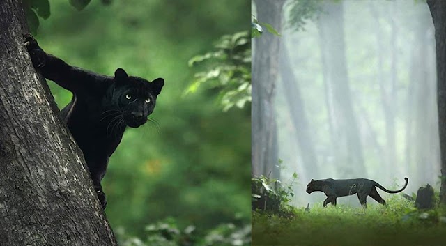Rare Black Panther Spotted in Kabani, Karnataka People call it 'Bagheera'