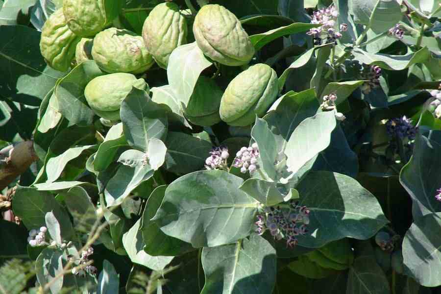 calotropis faydaları yan etkileri kullanım şekli