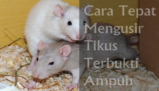 Tikus Dijamin Pergi, Rahasia Mengusir Tikus di Rumah Dengan Bahan Aman Tanpa Racun Tikus Dijamin Pergi, Rahasia Mengusir Tikus di Rumah Dengan Bahan Aman Tanpa Racun