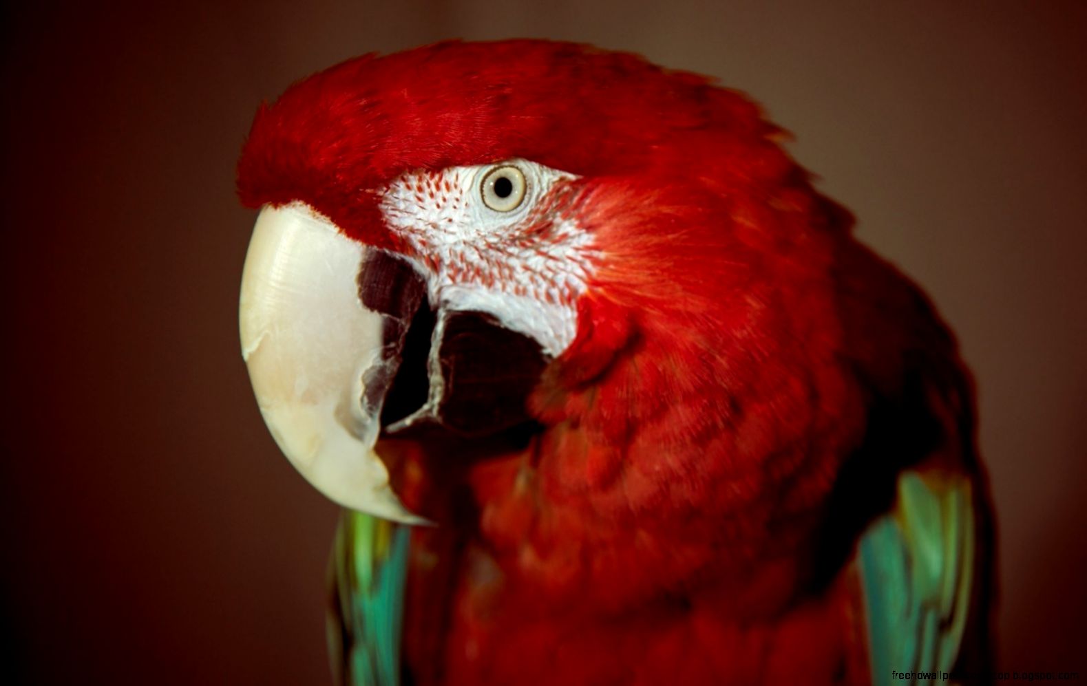 Blue Bird with Red Beak