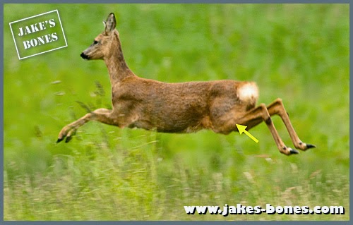 Strange bones: the broken roe deer tibia : Jake's Bones