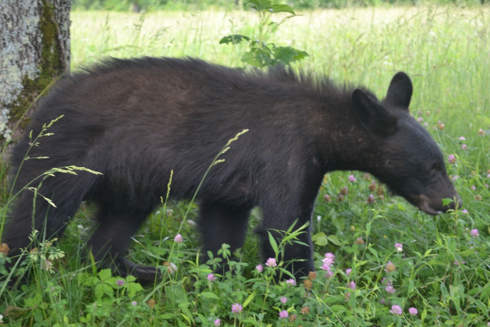 Successful Teaching Cades Cove Camping Trip