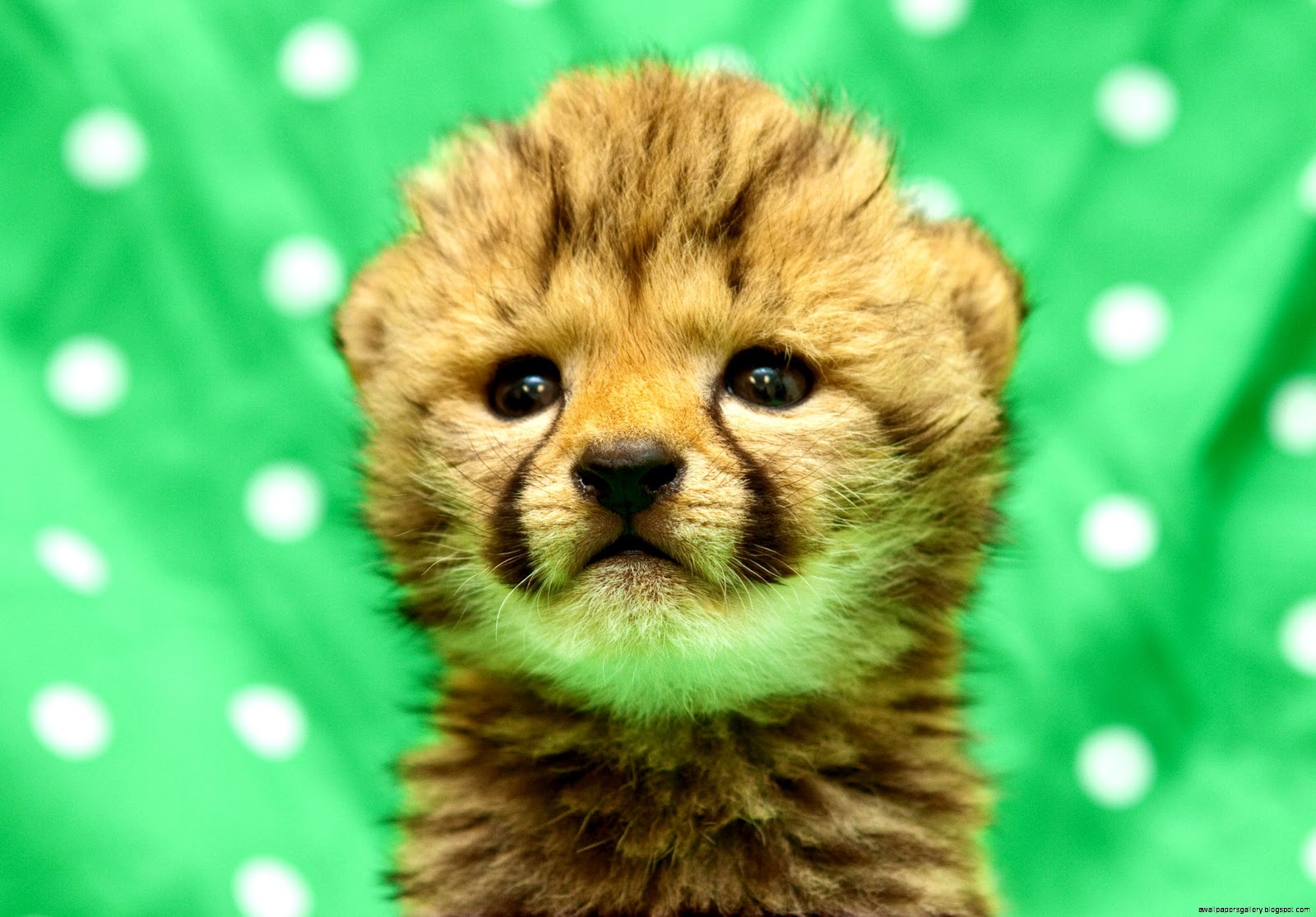 Baby Cheetah Wallpaper | Wallpapers Gallery