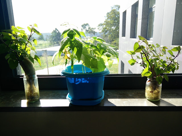 Planta de Feijoeiro e de Batata Doce