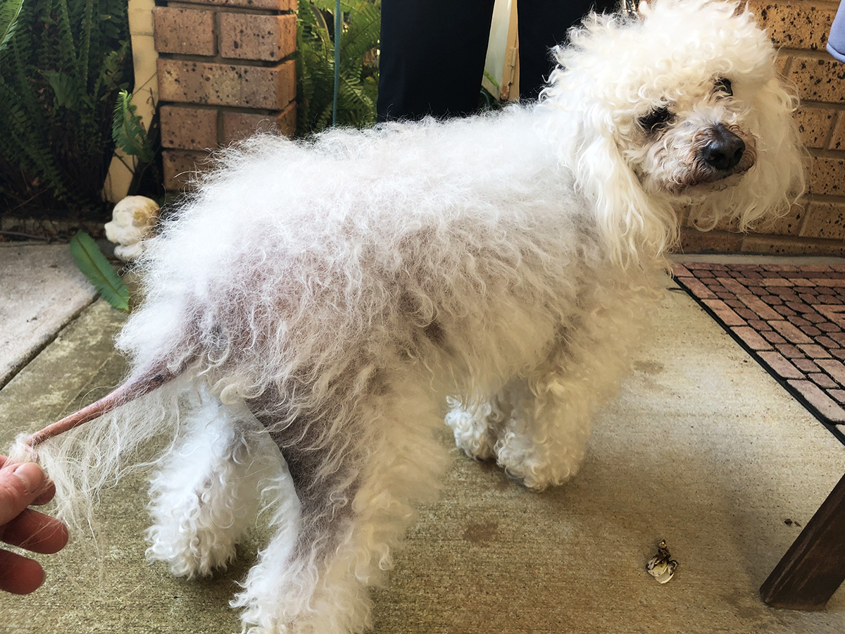 Understanding Cushing's Disease in Dogs Australian Dog Lover