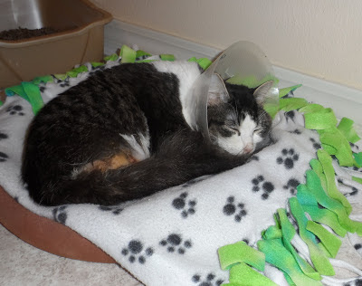 Anakin Two legged Cat after Neuter surgery complications