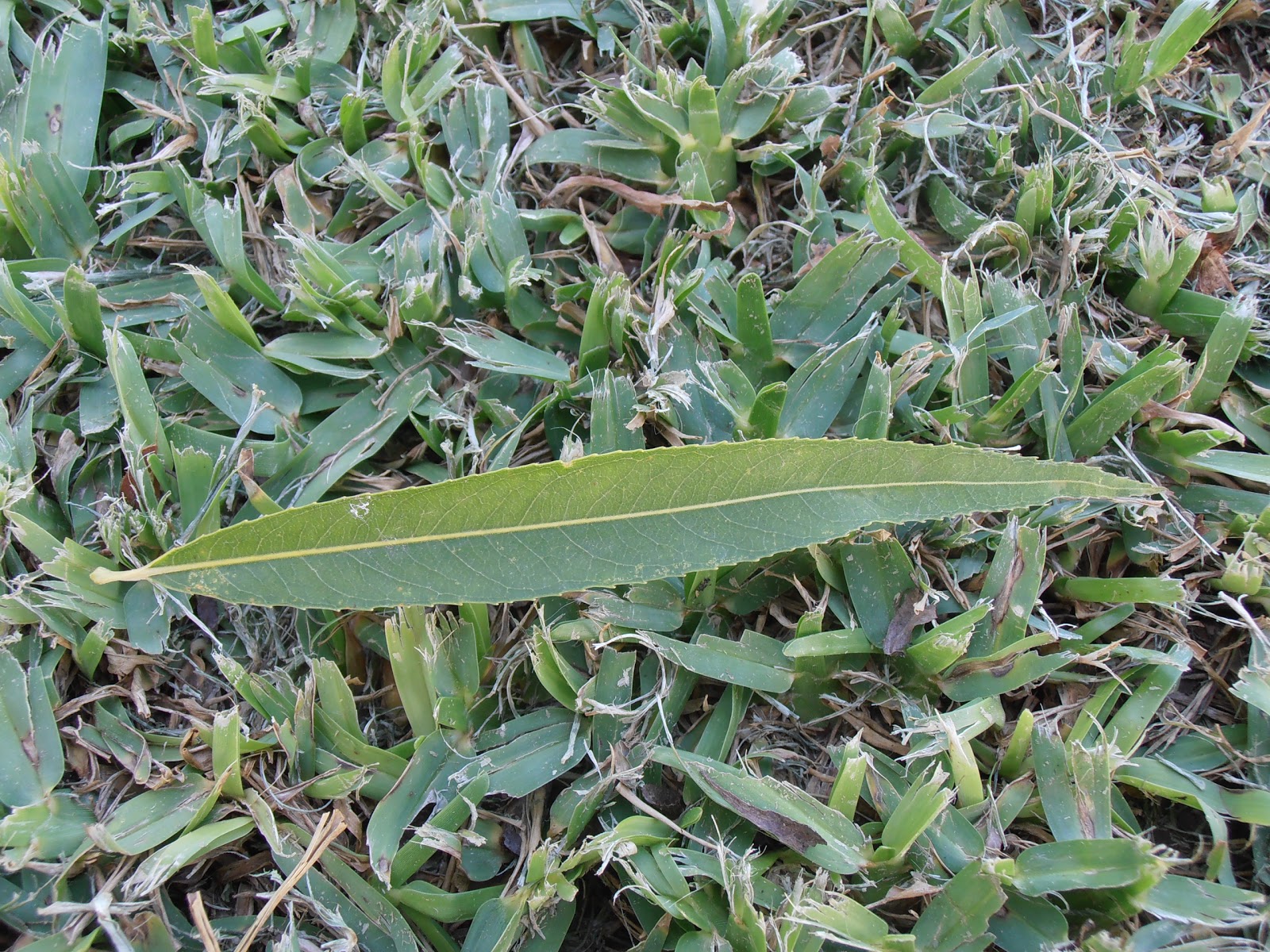 SAUCE LLORÓN Salix babylonica Plantas rioMoros