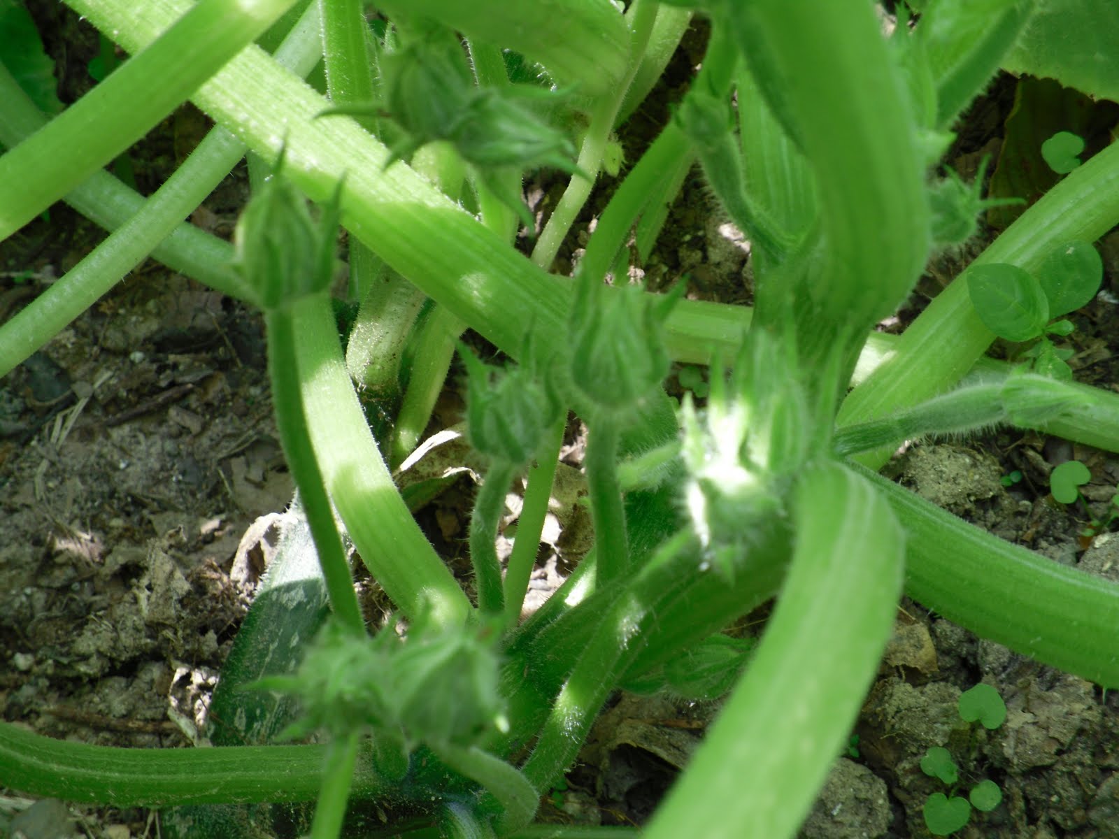 Quarter Life Crisis June 2011