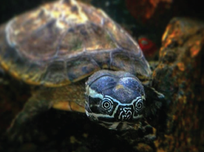 Habitat & karakteristik Malayan Snail Eater Turtle