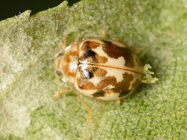 そよ風のなかで Part2 クモガタテントウについていたラブルベニア