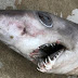 Kαρχαρίας-κροκόδειλος ξεβράστηκε στις ακτές τις Αγγλίας.