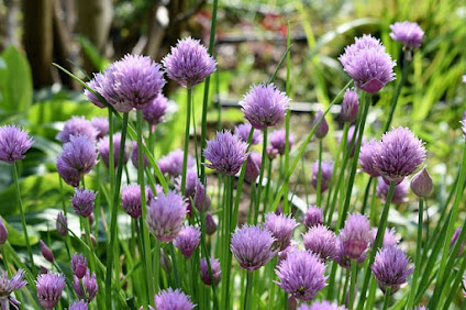 Chives in purple blooms