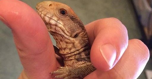 bearded-dragon-toe-swollen-6.jpg