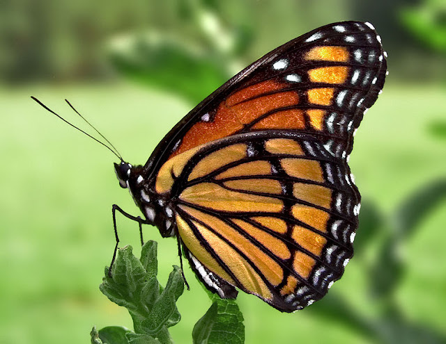 monarch butterfly resting on plant stem