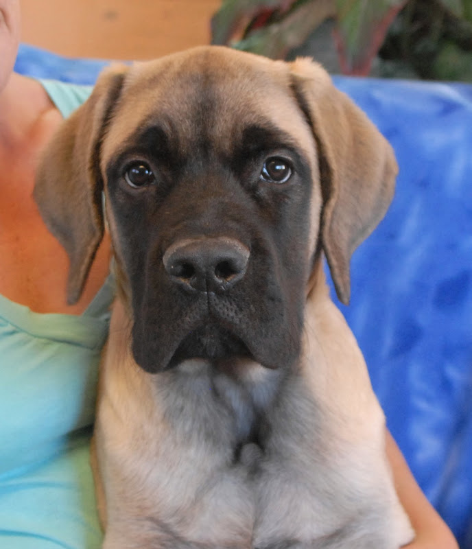 Riggins, a super cute English Mastiff puppy for adoption.