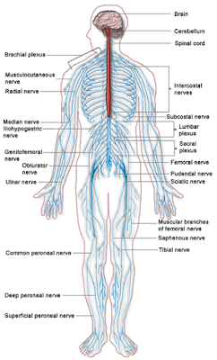 Click: Peripheral nervous system