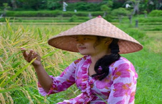 Mimpi Padi (Menurut Erek-Erek 4D-3D-2D) - Arti Mimpi