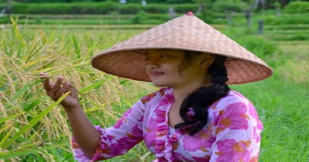 ≈ Mimpi Padi (Menurut Erek-Erek 4D-3D-2D) - Seribu Tafsir