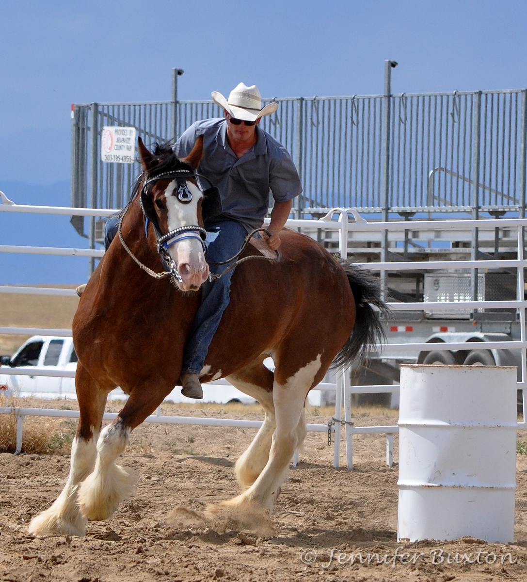 Barrel Racing Draft Horse Barrel Racing