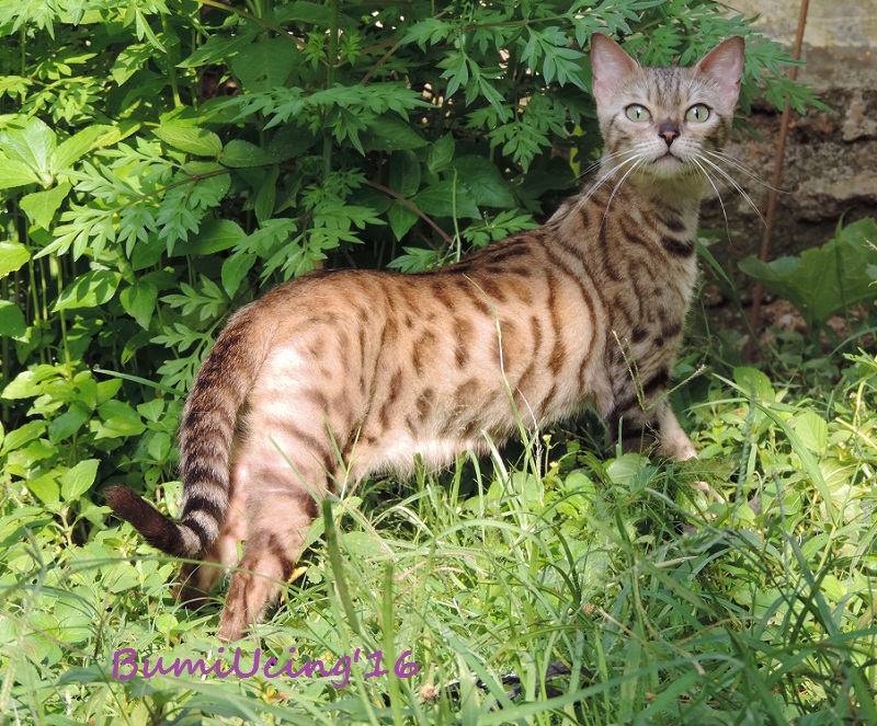 POLA SPOT (SPOTTED / ROSETTED) KUCING BENGAL