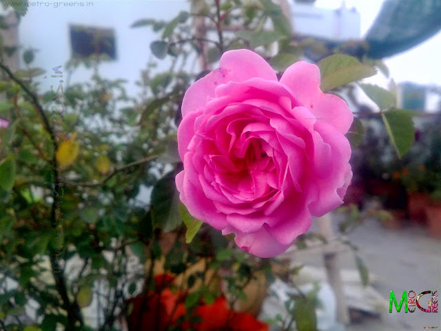 Metro Greens: The pink rose bloom.