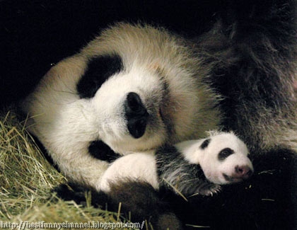 Panda and her baby.