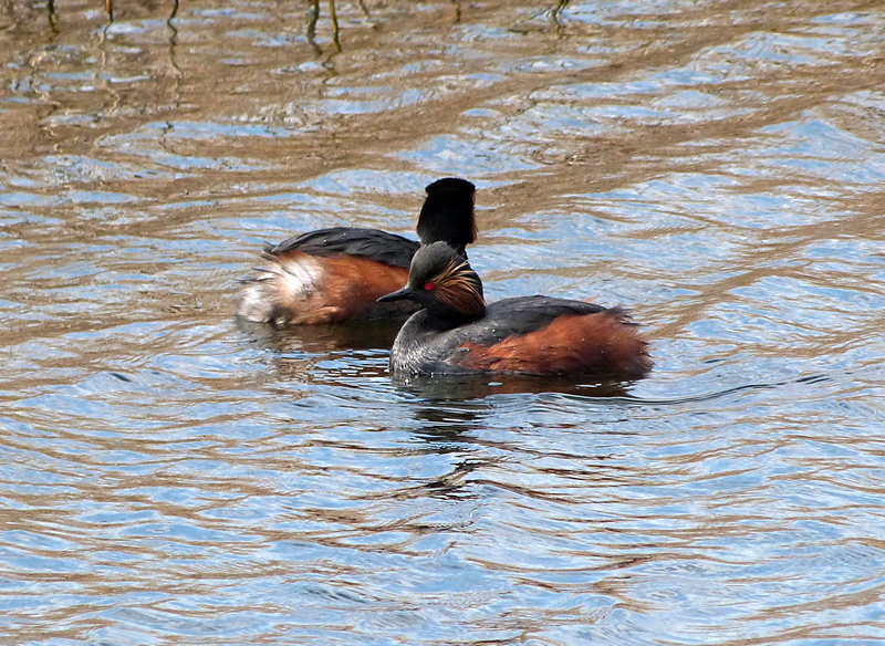 Birdbrain Swillington Ings