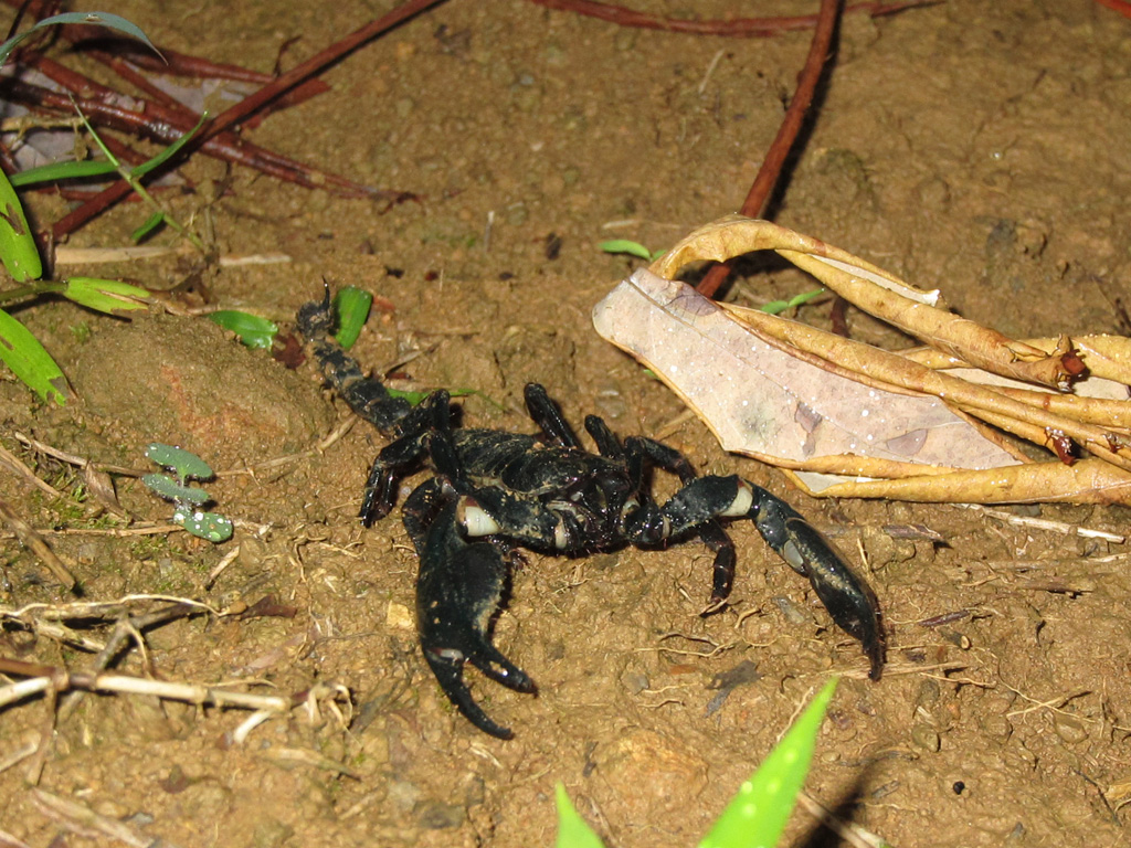 Java Scorpion Marek Bialoglowy's Blog: Trail running in Indonesia - The Scorpion Trail