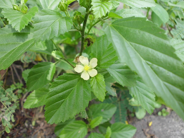 Divonis Tumor Otak dan Usia Tidak Lama Lagi, Epy Kusnandar Sembuh Berkat Obat Herbal Ini Divonis Tumor Otak dan Usia Tidak Lama Lagi, Epy Kusnandar Sembuh Berkat Obat Herbal Ini