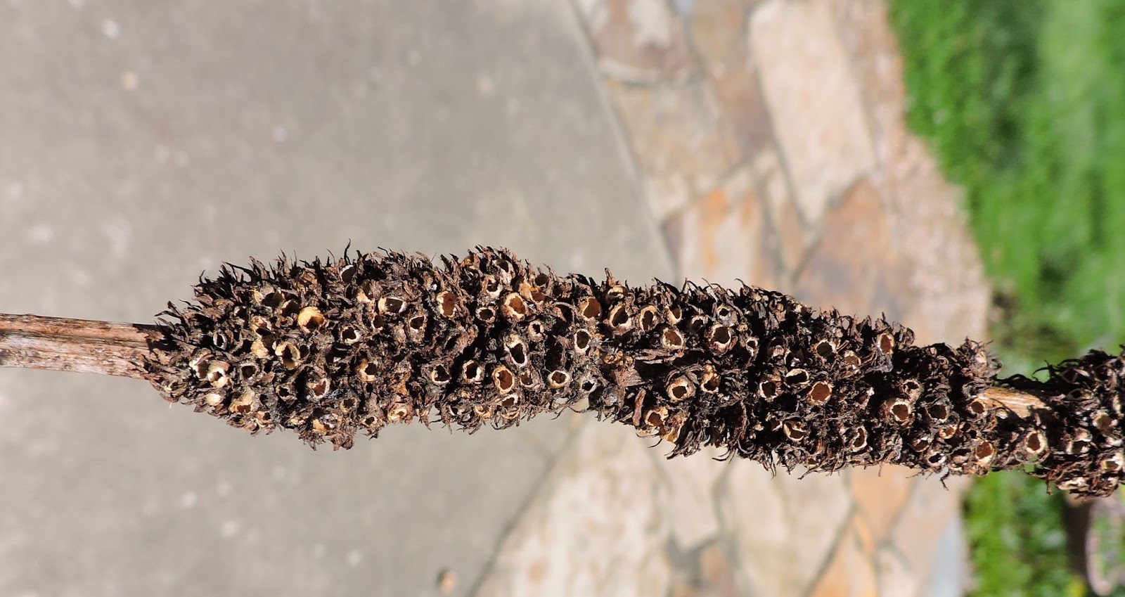 Springfield Plateau Blackberry Seed Gall