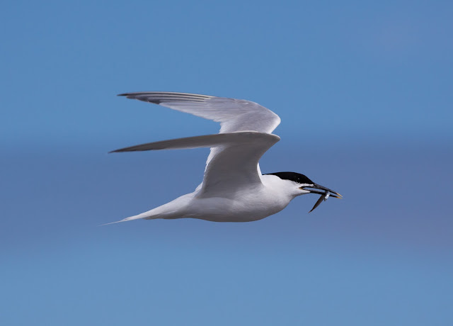 Sandwich Tern - Cemlyn Bay, Anglesey