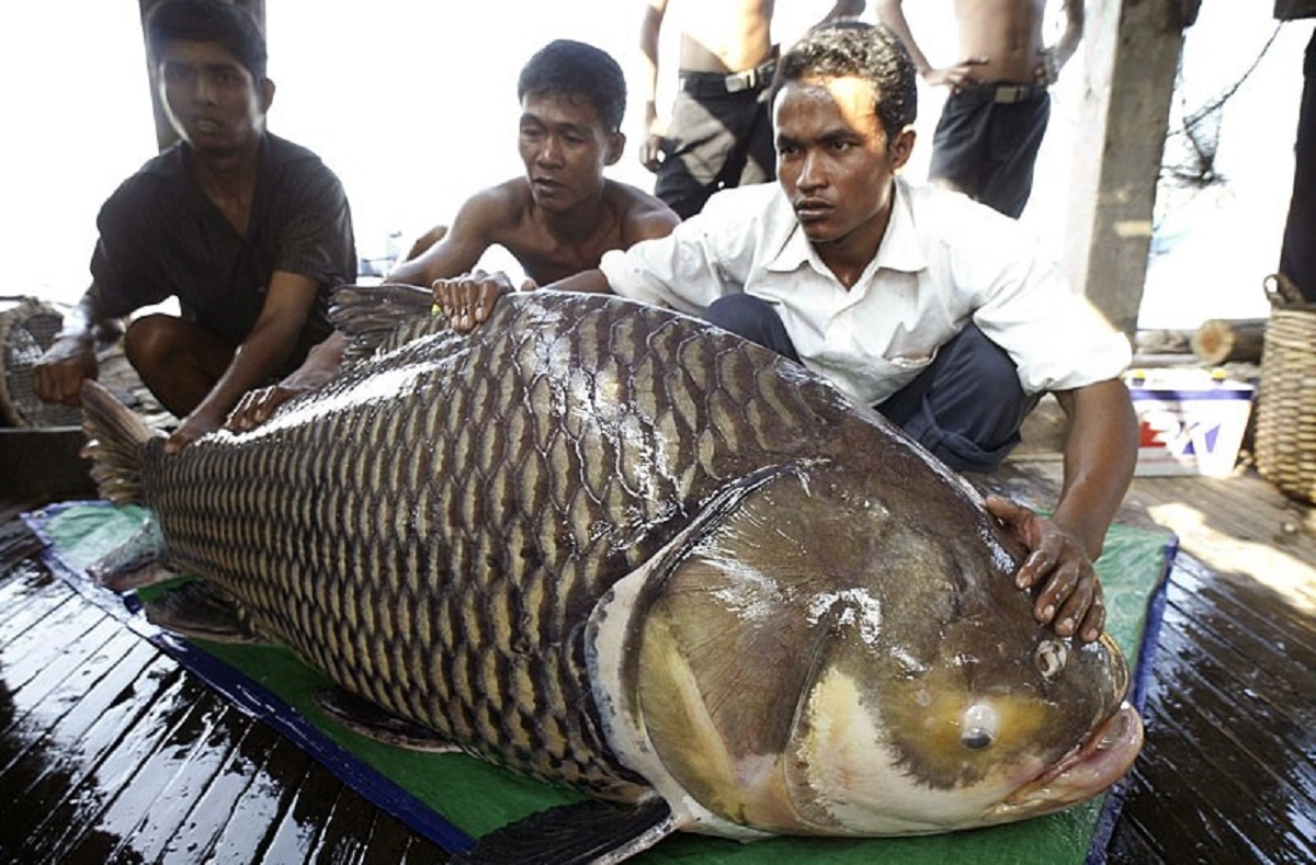 Громадные рыбы. Карпы Меконга. Среднеазиатский Карп. Огромная рыба. Гигантские рыбы.